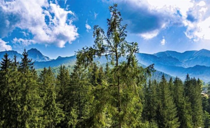 działka na sprzedaż - Kościelisko